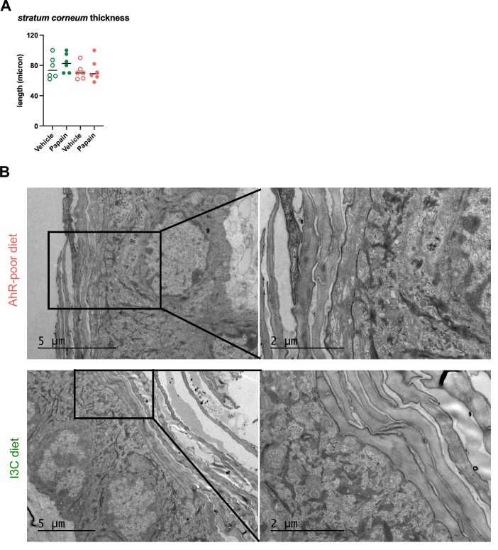 Figure 5—figure supplement 3.