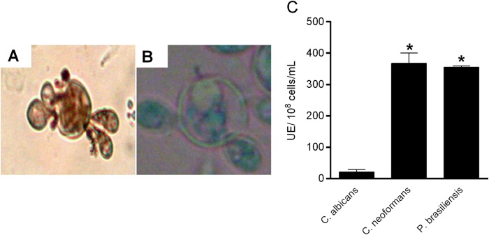 FIG 1