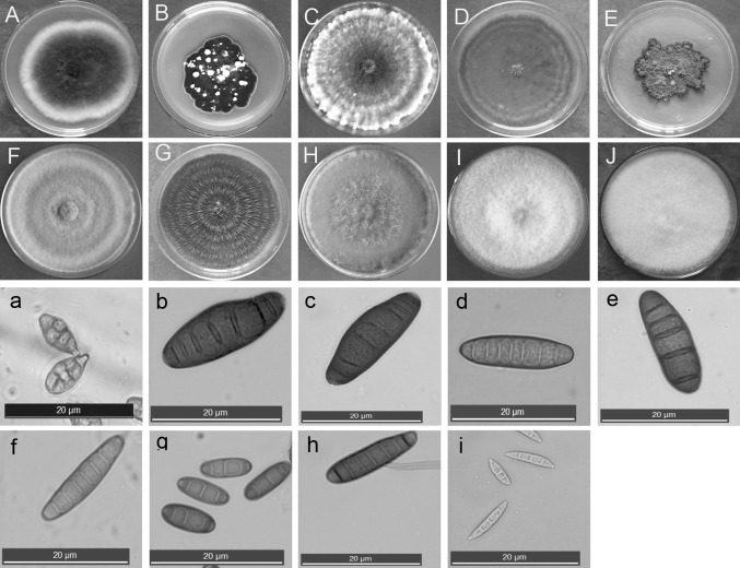 Fig. 1