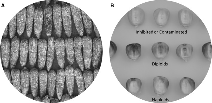 Fig. 2