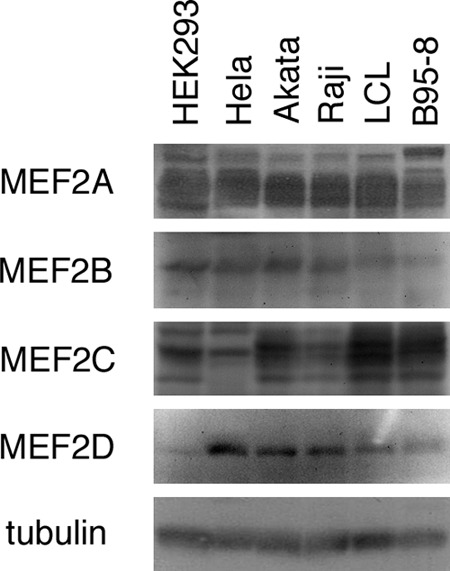 Fig 12