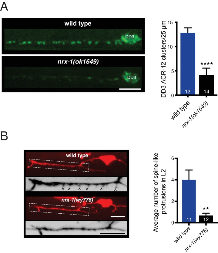 Figure 4—figure supplement 1.