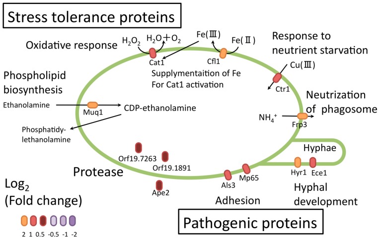 Figure 10