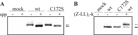 FIGURE 4.