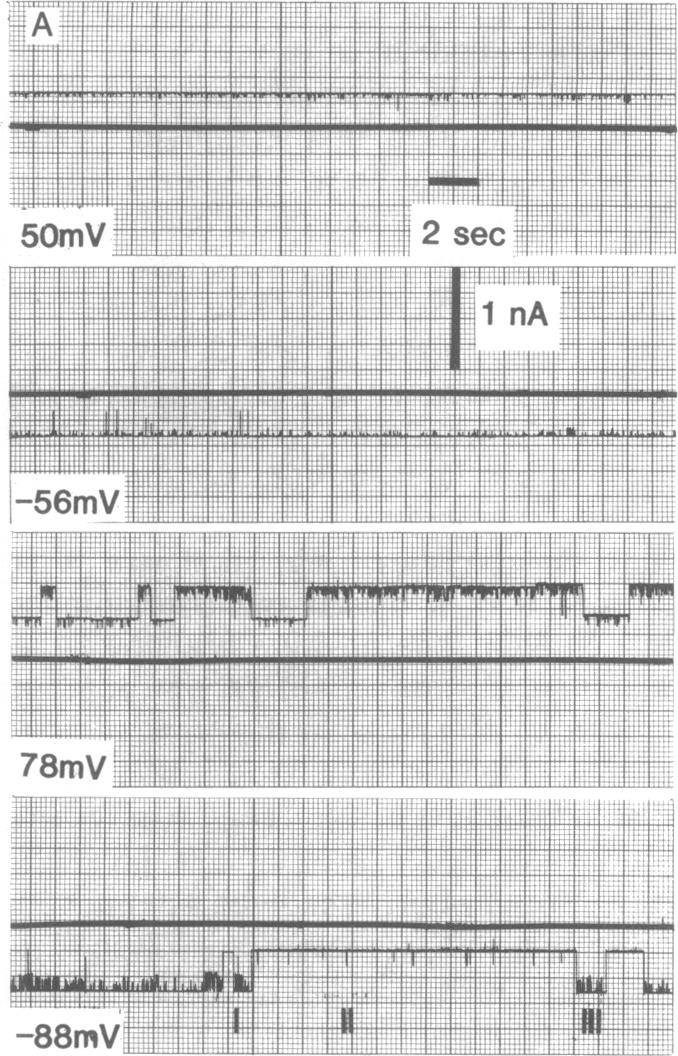 graphic file with name pnas00364-0206-a.jpg