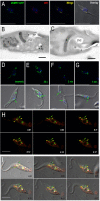 Fig. 3.