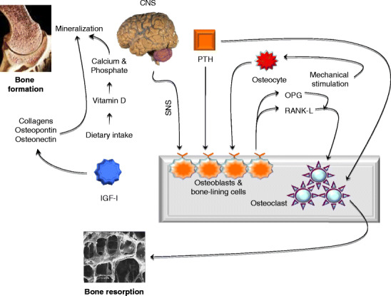 Fig. 1