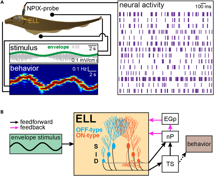 Figure 1