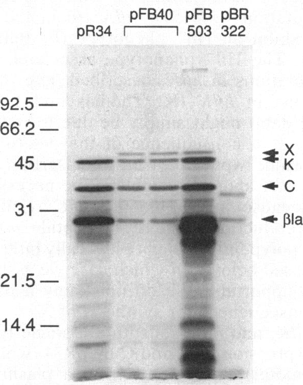 graphic file with name jbacter00199-0229-a.jpg