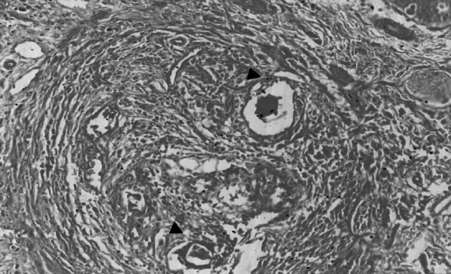 Fig. 8