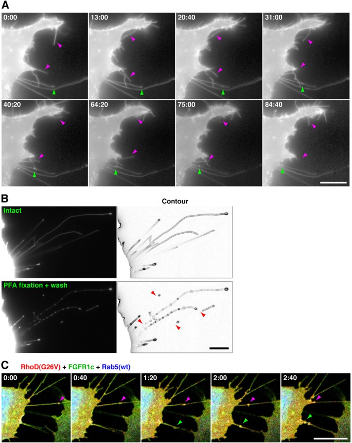 FIGURE 2: