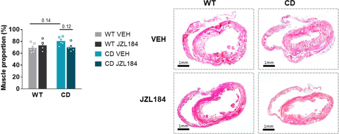 Figure 5—figure supplement 1.