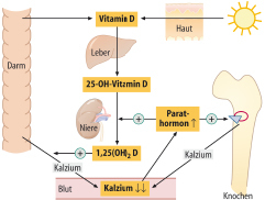 graphic file with name 978-3-662-57295-5_26_Fig21_HTML.jpg