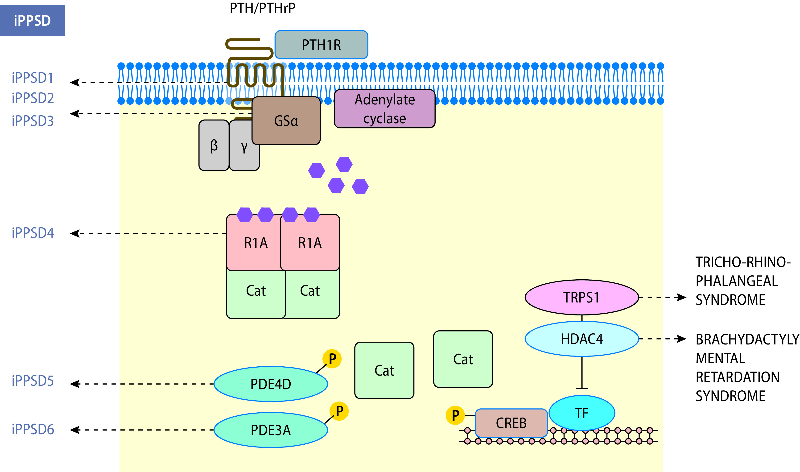 graphic file with name 978-3-662-57295-5_26_Fig12_Print.jpg