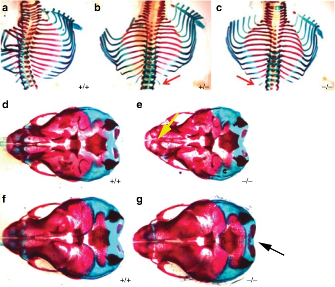 Fig. 4