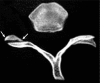 Fig. (8b).