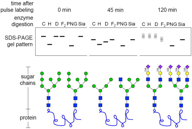 Figure 17.13A.8