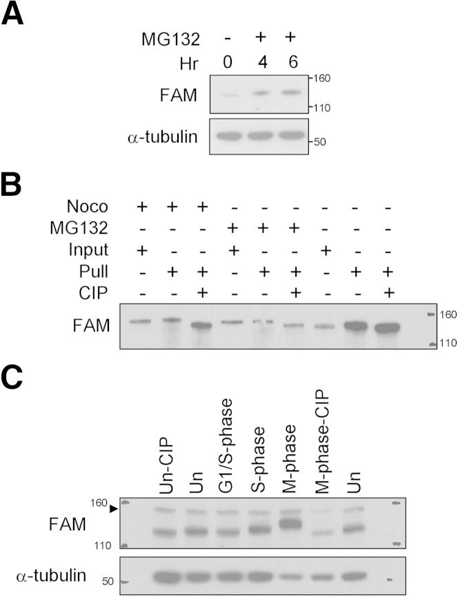 Figure 5