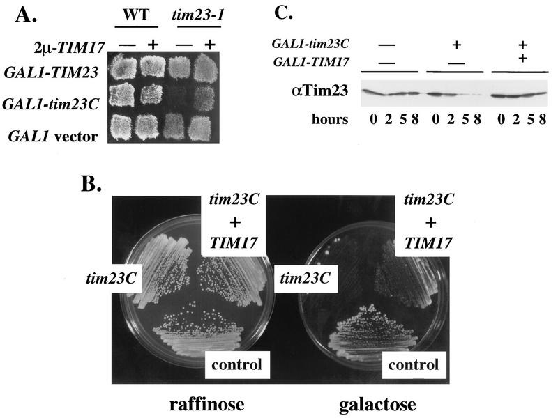 FIG. 6