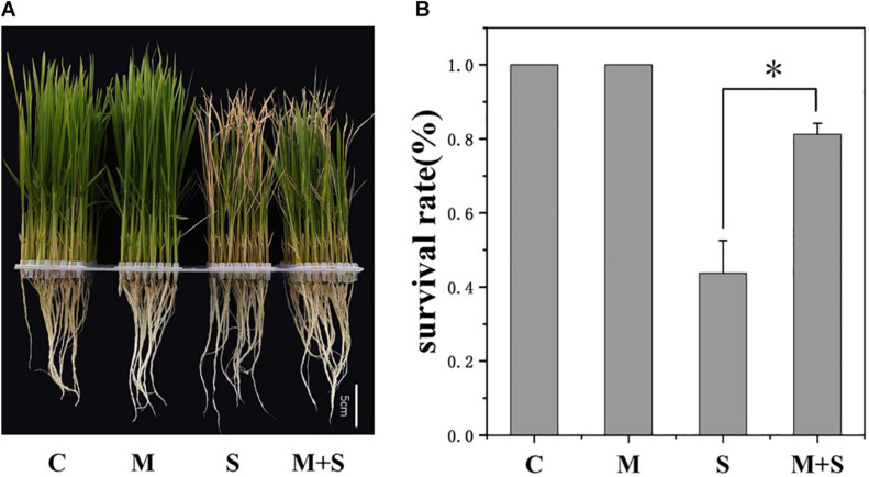 FIGURE 1