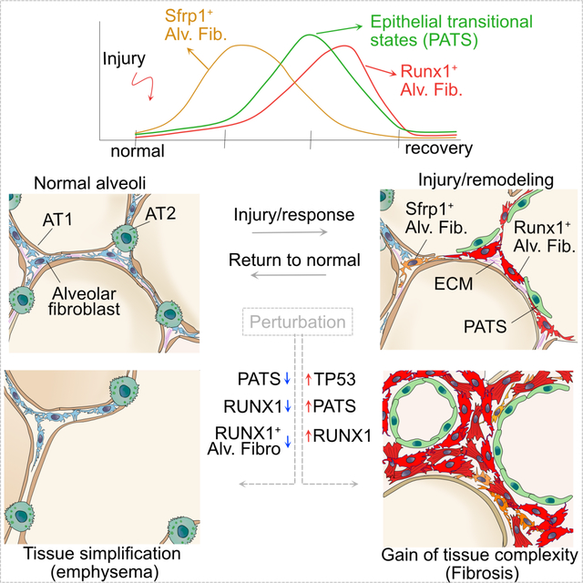 graphic file with name nihms-1937654-f0001.jpg