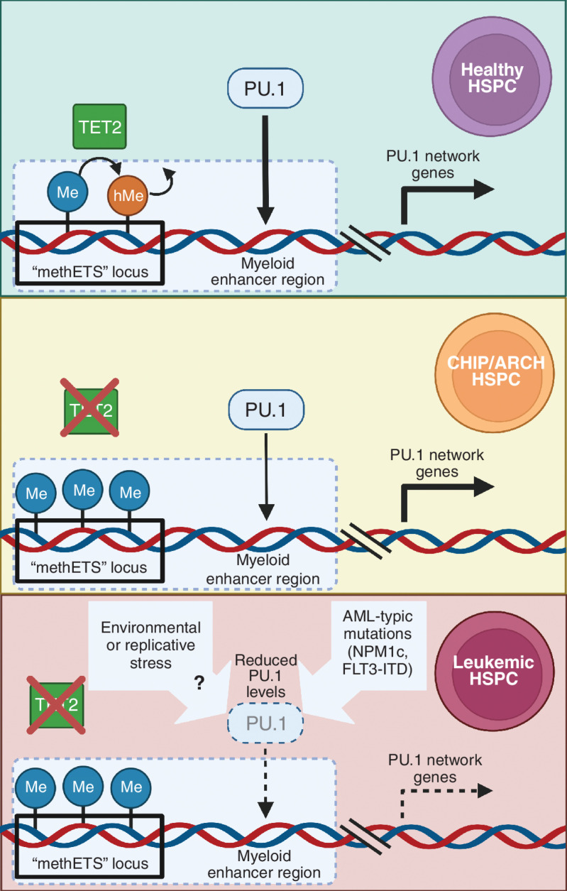 Figure 1. In healthy stem cells, epigenetic modifiers, such as TET2, balance cytosine methylation kinetics at PU.1 target sites. Loss of TET2 causes hypermethylation at these loci, resulting in PU.1 corepressor recruitment. Leukemic transformation occurs when AML mutations, such as FLT3-ITD, reduce PU.1 expression, compounding with corepressor recruitment to dysregulate the PU.1 gene network. Figure created using BioRender.