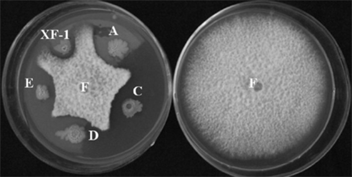 Fig. 1