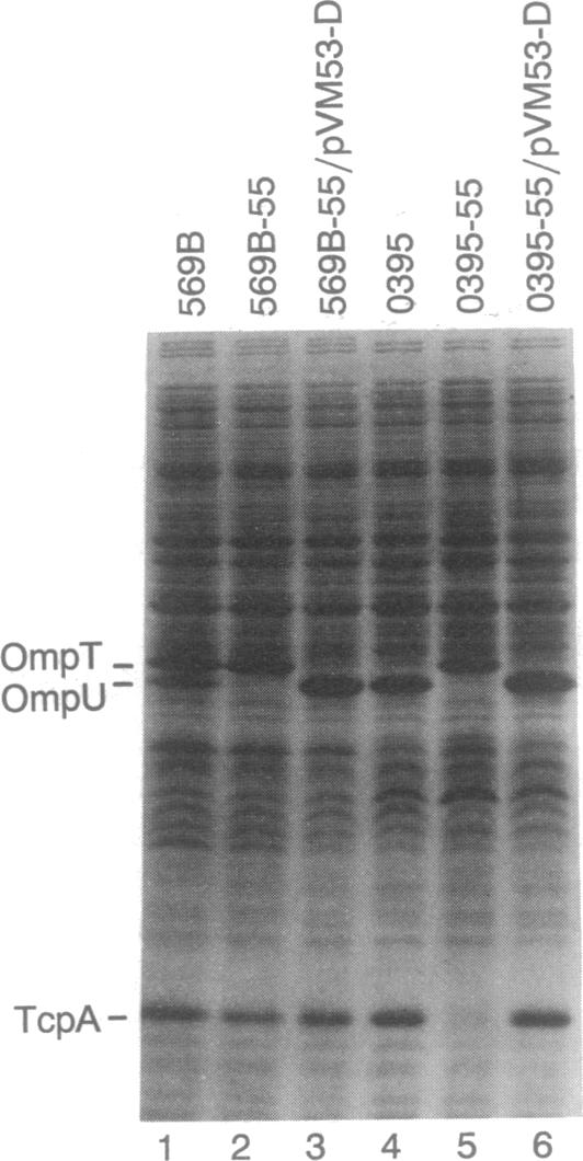 graphic file with name pnas01062-0347-a.jpg