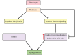 Flowchart illustrating the relationship between pinealocytes, melatonin, and hyperglycemia. Melatonin affects impaired islet β-cells and insulin signaling, leading to changes in insulin levels and exhaustion of β-cells. This results in hyperglycemia. Arrows indicate direction and effect of these processes.