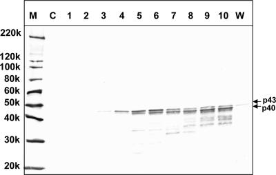 FIG. 5.