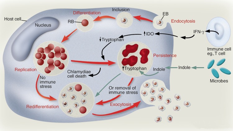 Fig 1