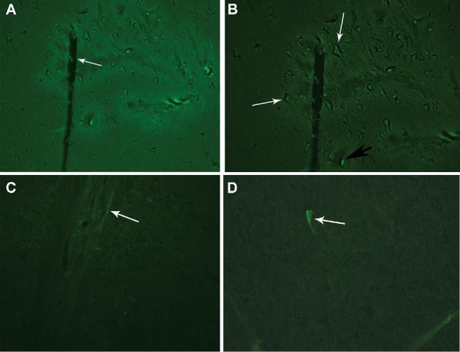 FIGURE 4.