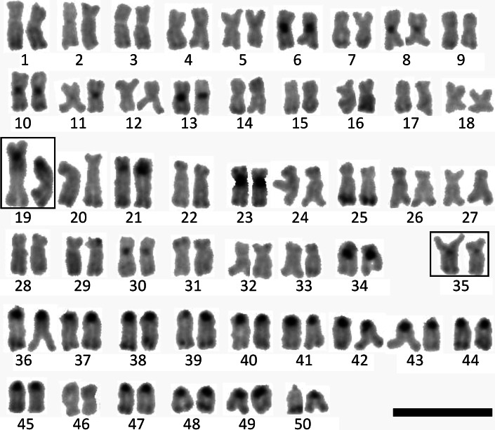 Fig. 2