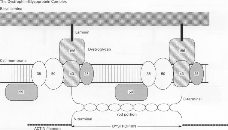 graphic file with name jclinpath00232-0003-a.jpg