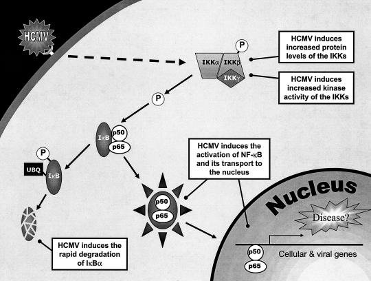 FIG. 7.