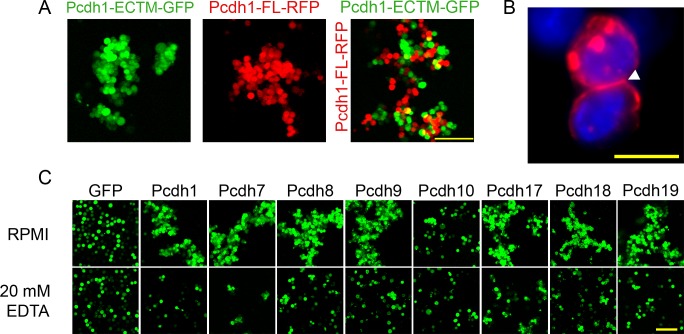 Figure 2—figure supplement 1.