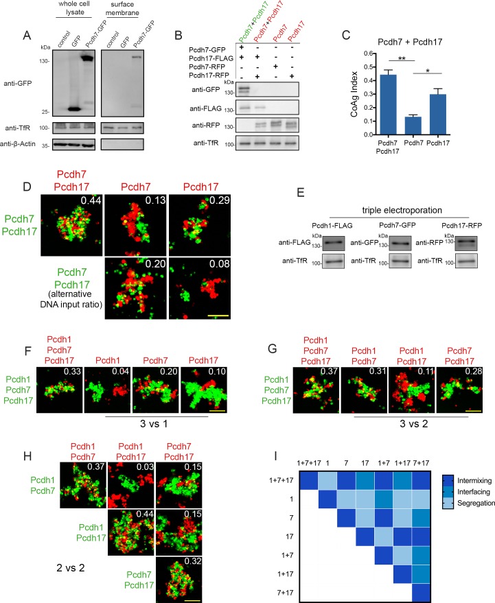 Figure 4—figure supplement 1.