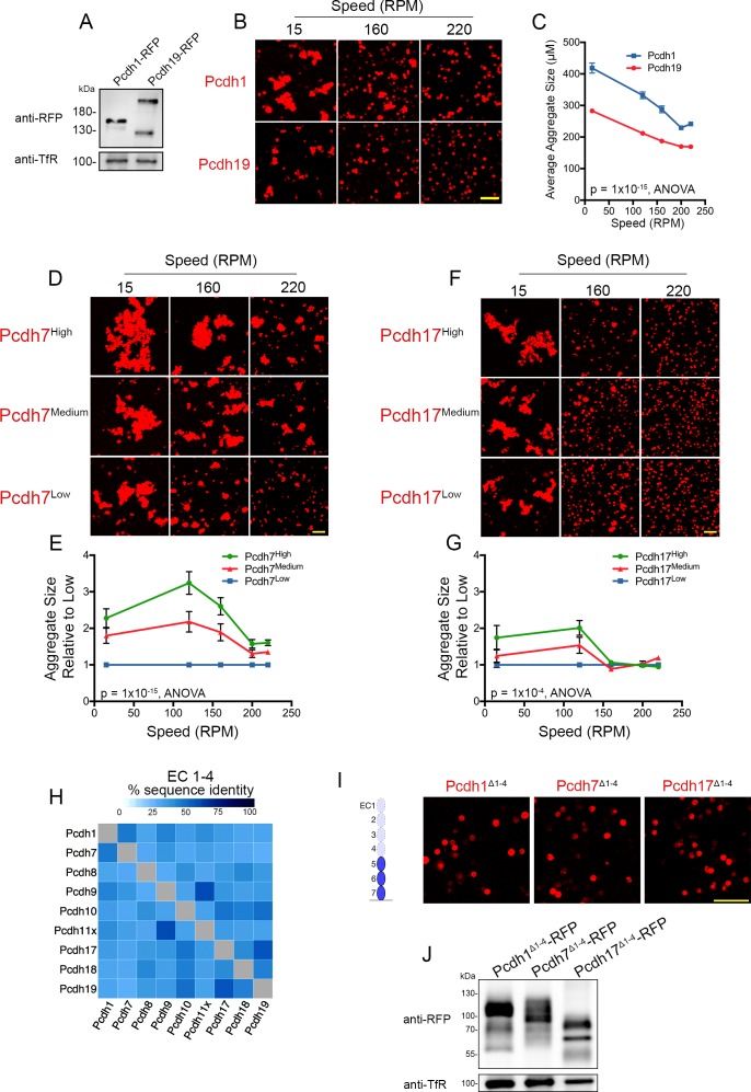 Figure 6—figure supplement 1.