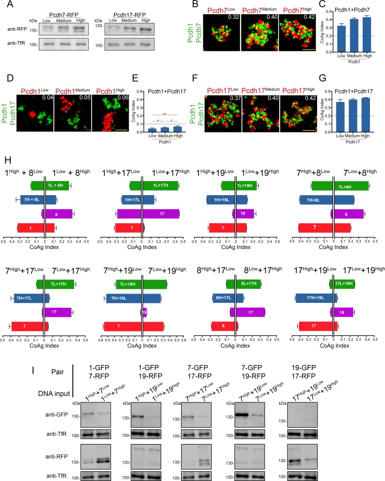 Figure 5—figure supplement 1.