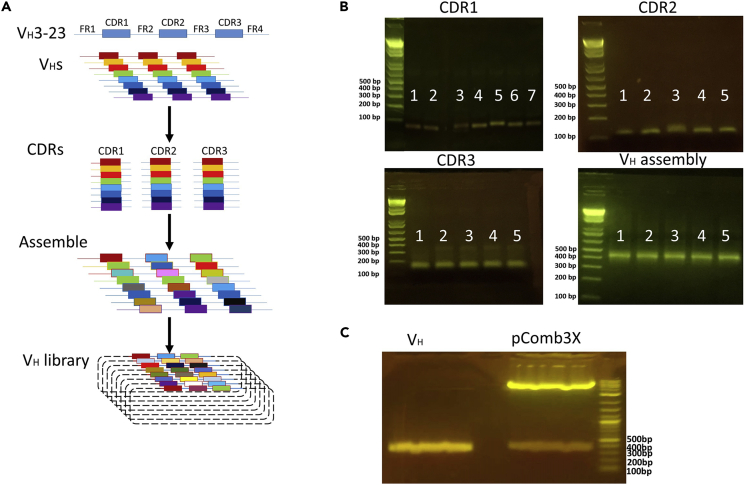 Figure 3