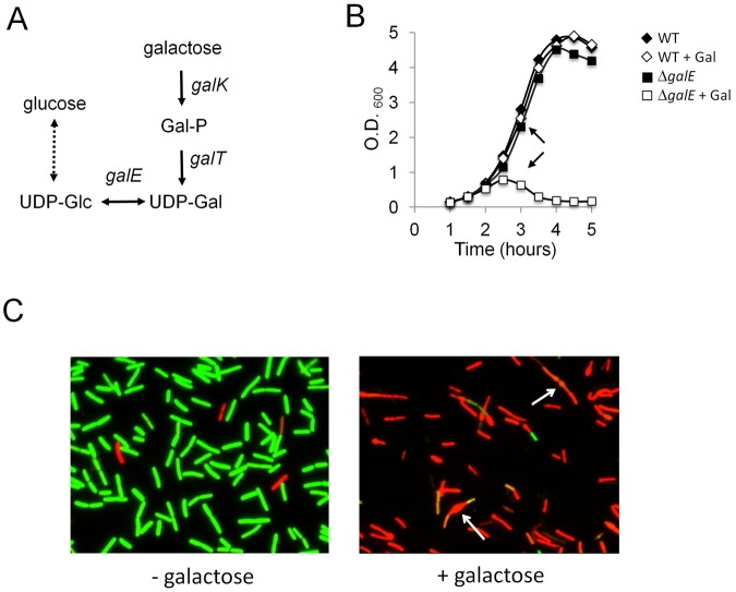 FIG 1 