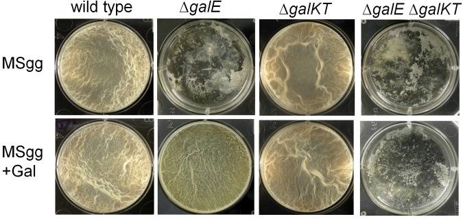 FIG 3 