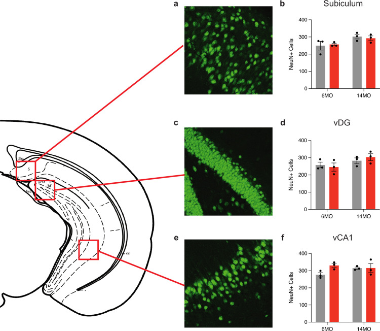 Figure 1—figure supplement 1.