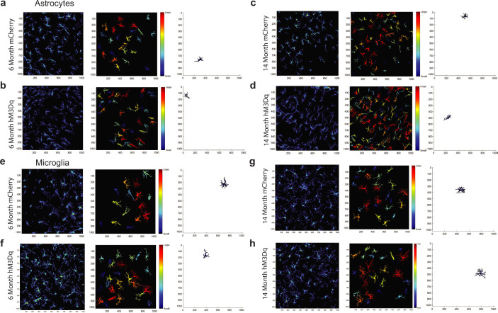 Figure 5—figure supplement 1.