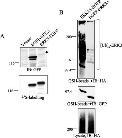 FIG. 5.