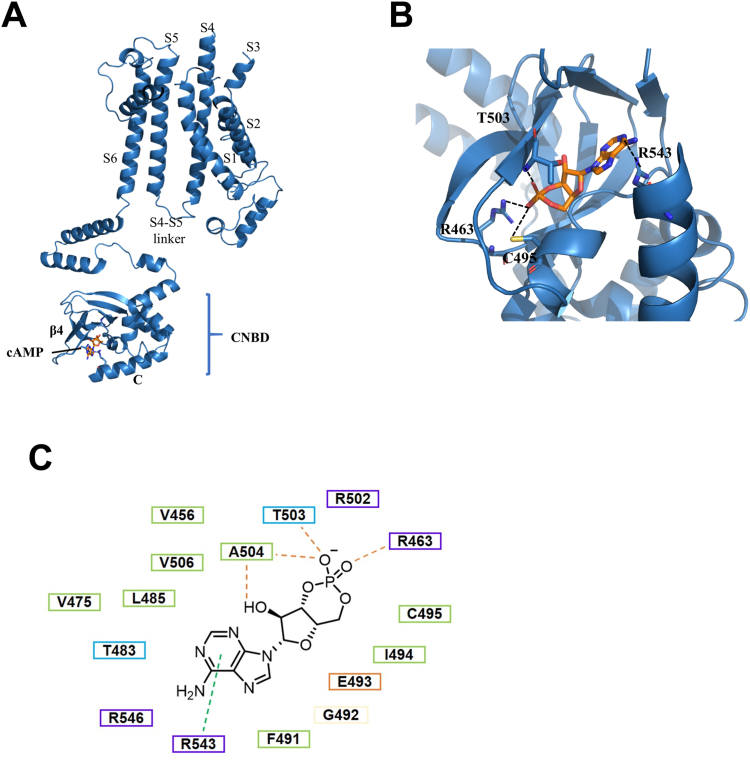 Figure 4