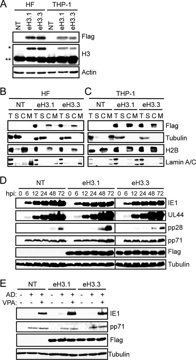 FIG 1