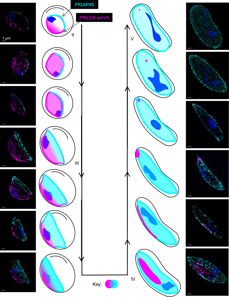 Fig. 3.