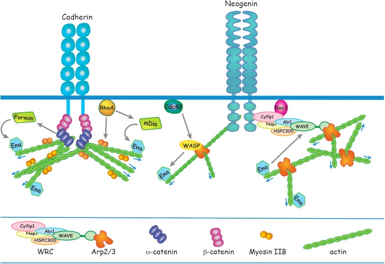 FIGURE 2