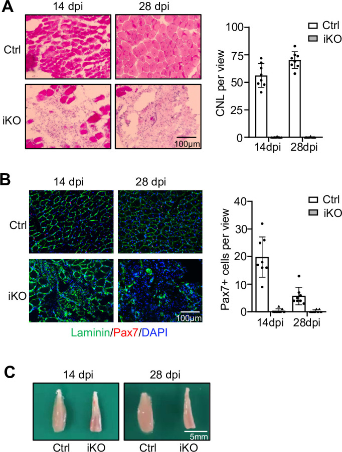 Figure 2—figure supplement 1.